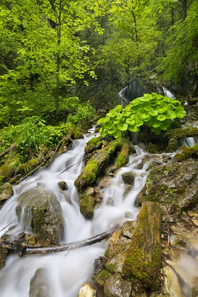 Cachoeira em um desfiladeiro exuberante em Slovensky Raj, Eslováquia — Fotografia de Stock