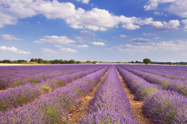Provence, Güney Fransa lavanta çiçek açan alanları