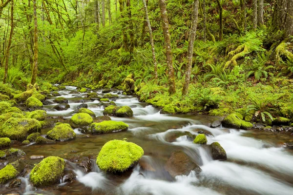 Gorton Creek door weelderige regenwoud, Columbia River Gorge, Oreg — Stockfoto