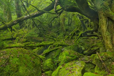 Lush rainforest along Shiratani Unsuikyo trail on Yakushima Isla