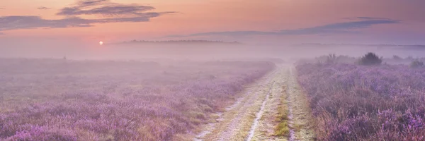 Hilversum, Hollanda yakınındaki çiçek açan heather yol