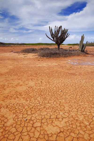 Paisaje del desierto en la llanura de Hato, Curazao, Antillas Neerlandesas — Foto de Stock