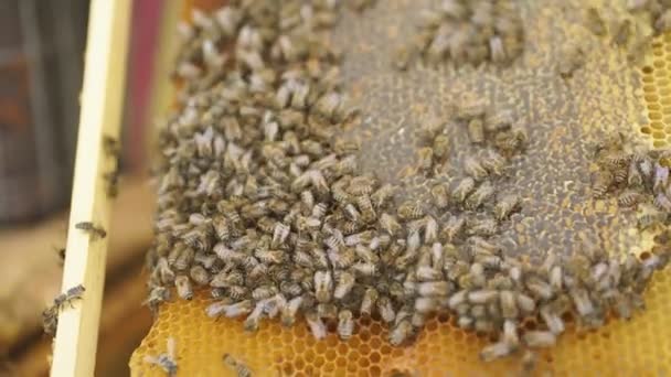 Vue rapprochée des abeilles rampant sur les rayons de miel. — Video