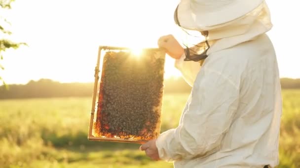 Apicultor inspecciona el marco con abejas — Vídeo de stock