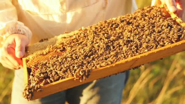 Arı yetiştiricisi, arı kovanının üzerinde arılar olan yapısını yakından inceler.. — Stok video