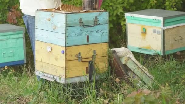 Beekeeper in white protective suit, picks up from the hive a beehive frame with bees on it, inspects. — Vídeo de Stock