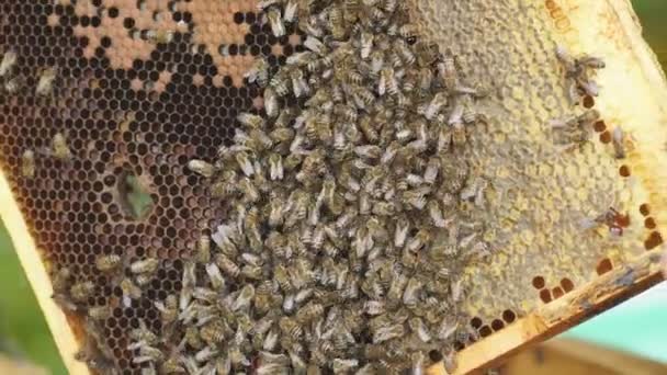 Mãos fechadas do apicultor segura a moldura com um monte de favos de mel. — Vídeo de Stock