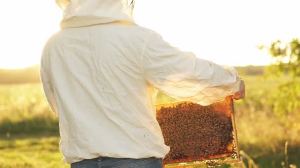 Apicultor segura uma gaiola de mel com abelhas em suas mãos. — Vídeo de Stock