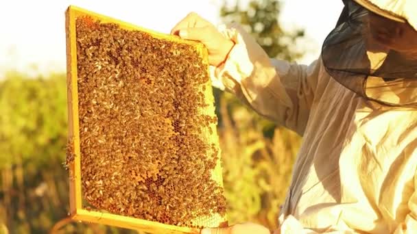 Biodlare som håller en bikaka full med bin. — Stockvideo