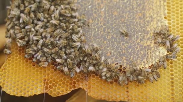 Hřeben s včelím chlebem. Včely balí plástve s včelím chlebem. — Stock video