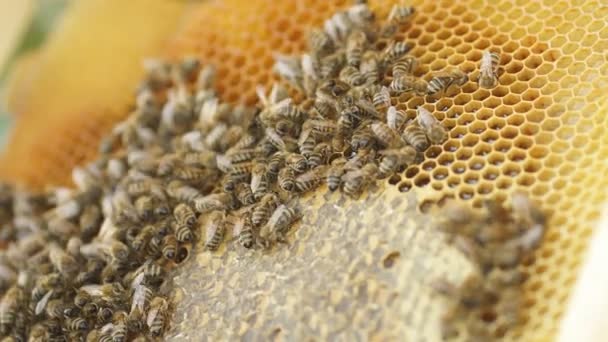 养蜂人的袖手拿着装有许多蜂窝的框架. — 图库视频影像