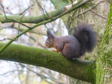 Bir ağaç dalında oturan kahverengi-kırmızı sincap. Yüksek kalite fotoğraf