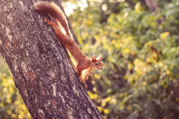 Squirrel — Stock Photo, Image