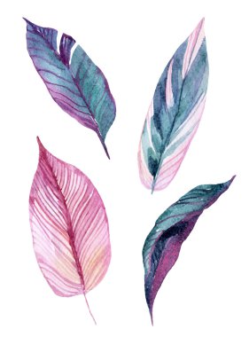 Beyaz arkaplanda yalıtılmış tropikal yapraklar