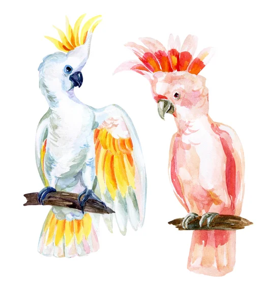 Watercolor Australian Cockatoo — Stock Photo, Image