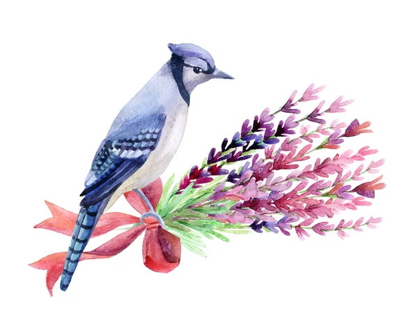 Blue jay isolated on a white background. — Stock Photo, Image