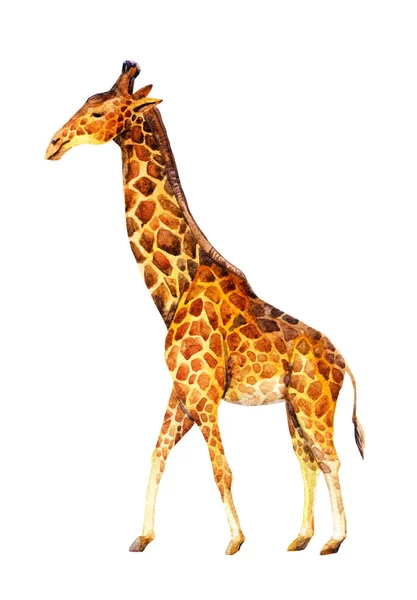 Watercolor giraffe illustration — Stockfoto