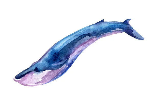 Akvarell csikóhal elszigetelt fehér háttér — Stock Fotó