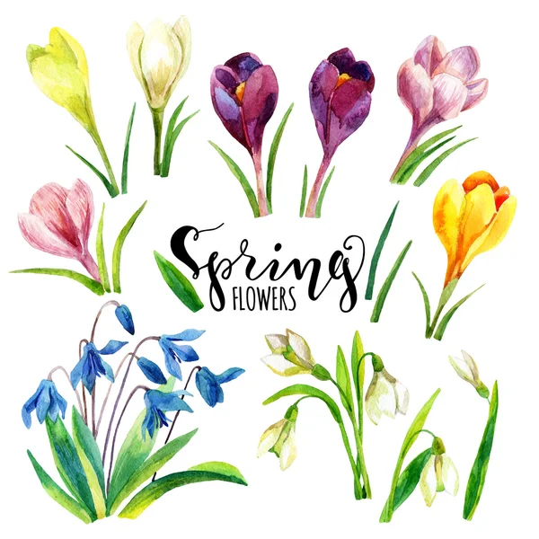 Watercolor spring flowers set. Watercolor flowers. — Stock Photo, Image