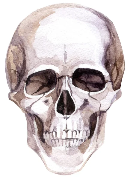 Crânio humano aquarela isolado no fundo branco — Fotografia de Stock