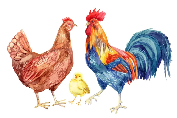 Pollo, gallina, gallo, huevo. Pintura acuarela — Foto de Stock