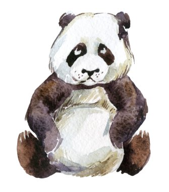 Panda, suluboya beyaz arka plan üzerinde izole
