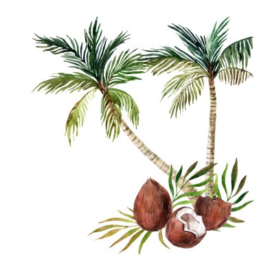 Beyaz arka plan üzerinde izole palmiye ağacı. suluboya