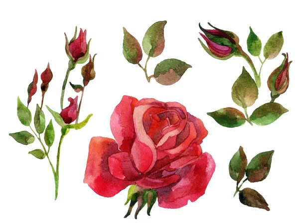 红玫瑰的孤立元素集 — 图库照片