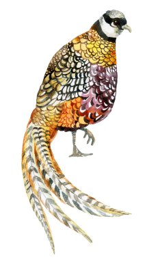 Watercolor pheasant isolated on white background. clipart