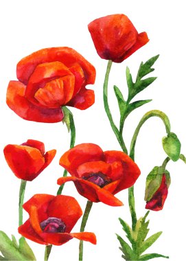 Suluboya haşhaş alanı