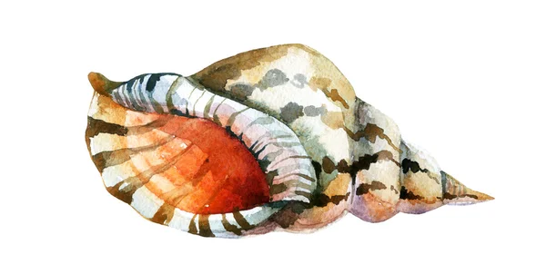 Watercolor Shell isolato su sfondo bianco — Foto Stock
