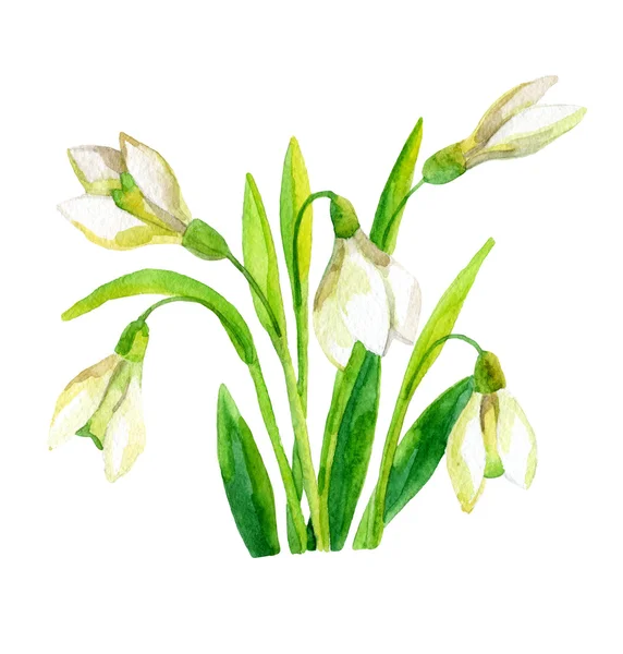 Spring snowdrop flower. — Stock Photo, Image