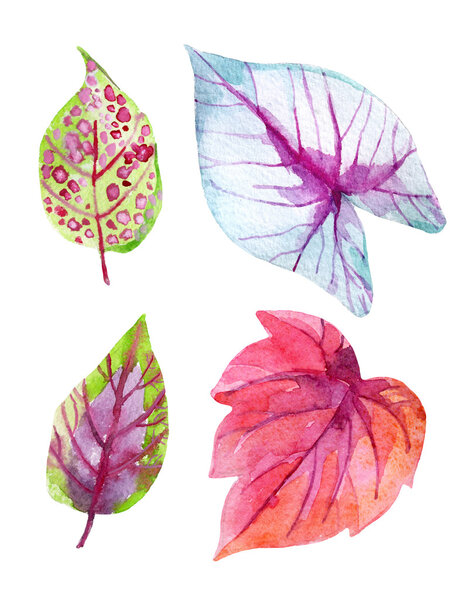 tropical leaves isolated on white background