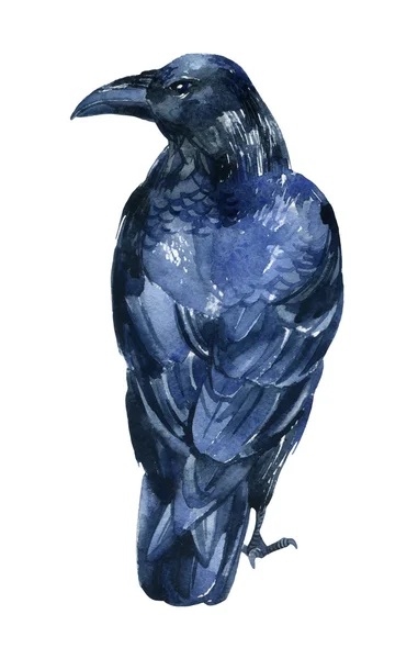 Ilustração Raven isolado no fundo branco . — Fotografia de Stock