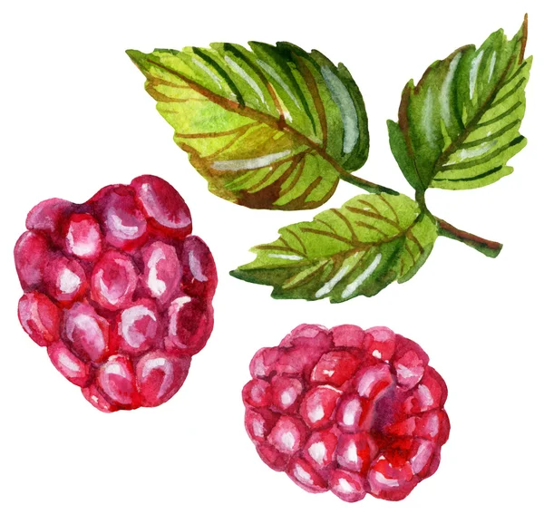 Raspberries watercolor set — Stock Photo, Image