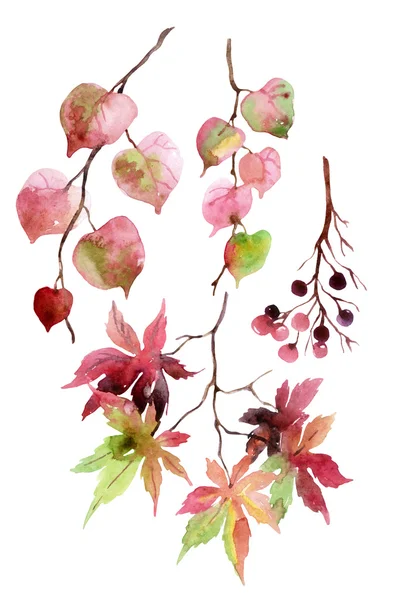 Akwarela jesienne liście, gałęzie i jagody. — Zdjęcie stockowe