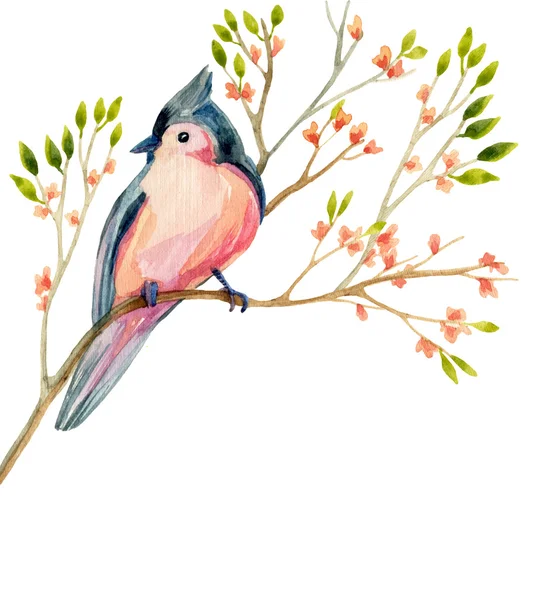 Akvarell madár-kártya: egy virágzó ága Kontyos titmouse. — Stock Fotó
