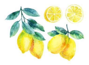 Sulu Boya limon meyve dalı üzerine beyaz izole yaprakları ile