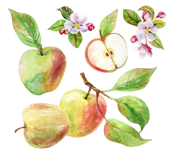 Apple branch with leaves and fruits in watercolor — Stock Photo, Image