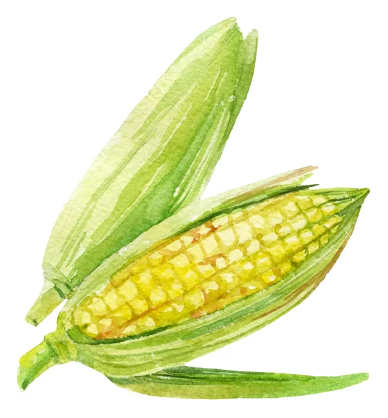 Espiga de milho com folha em aquarela — Fotografia de Stock