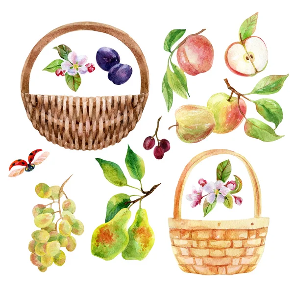 Ακουαρέλα σύνολο φρούτα, μούρο και ψάθινο καλάθι — Φωτογραφία Αρχείου