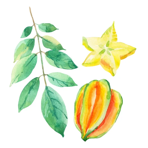 Star frukt akvarell set. — Stockfoto