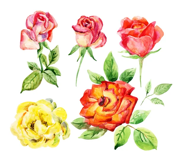 Conjunto de elementos aislados de rosas acuarela — Foto de Stock