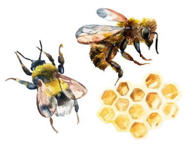 Suluboya arı, bumble bee ve petek ayarla