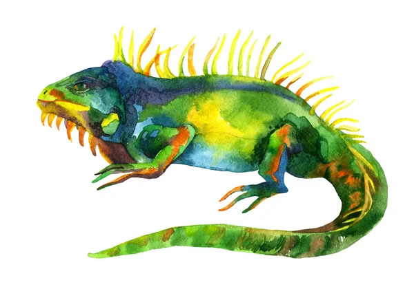 Aquarelle iguane isolé sur fond blanc — Photo