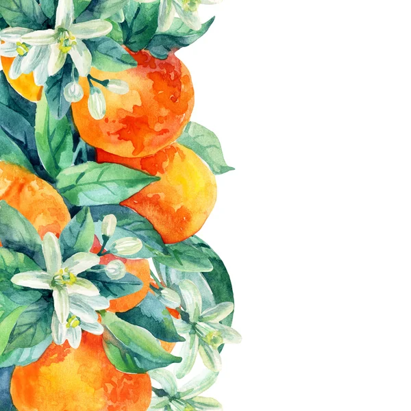 Акварель мандарин оранжевый фруктовый ветвь с листьями на белом фоне — стоковое фото
