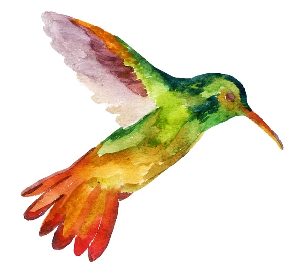 Colibrí en vuelo — Foto de Stock