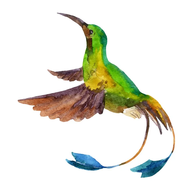 Hummingbird in flight — Stockfoto