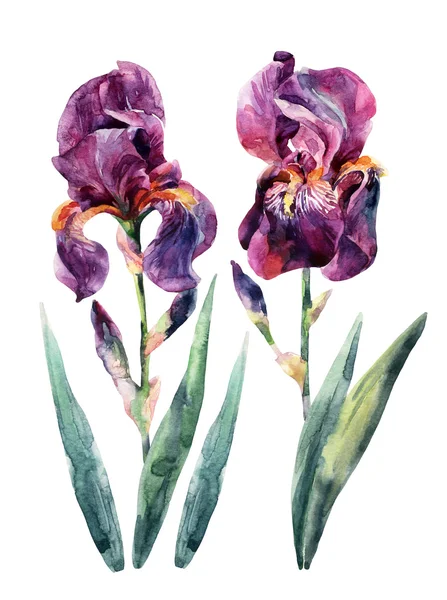 Kézzel rajzolt akvarell íriszek és levelek virágok gyűjteménye — Stock Fotó