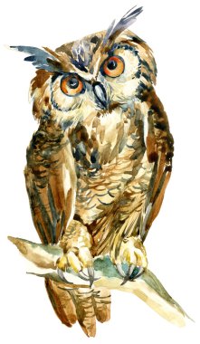 watercolor owl on a branch isolated on white background